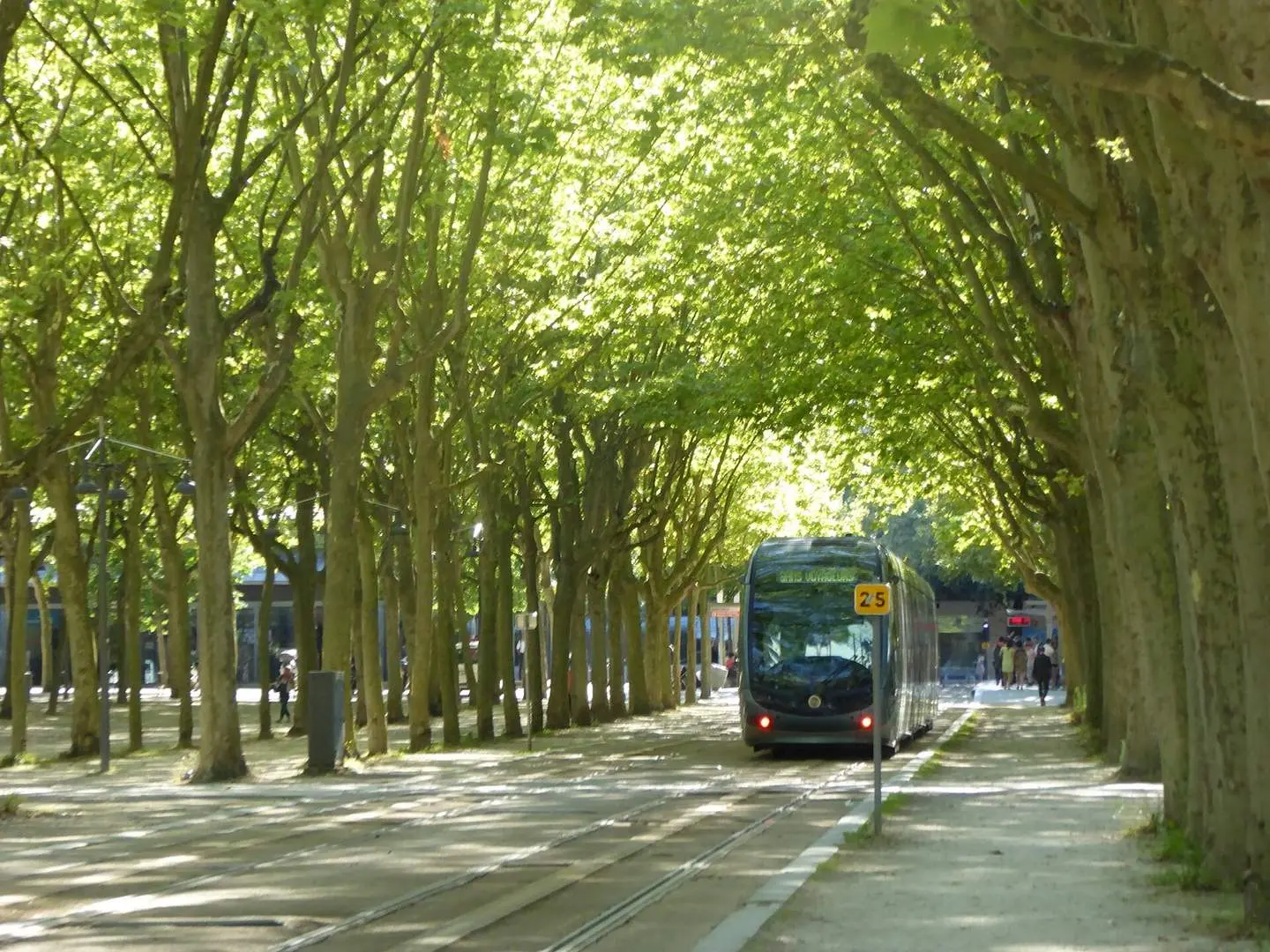 Le tram passe sous les platanes de la place des Quinconces à Bordeaux