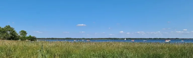 Roselière et eau calme du lac d'Hourtin, en Gironde