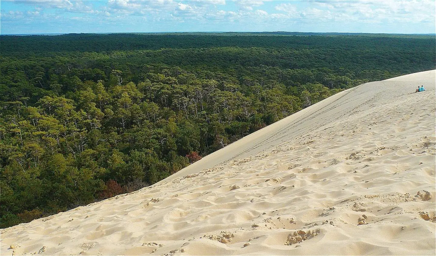 Le versant est de la dune du Pilat et la pinède