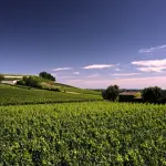 Rangs de vigne au pied de Saint-Émilion