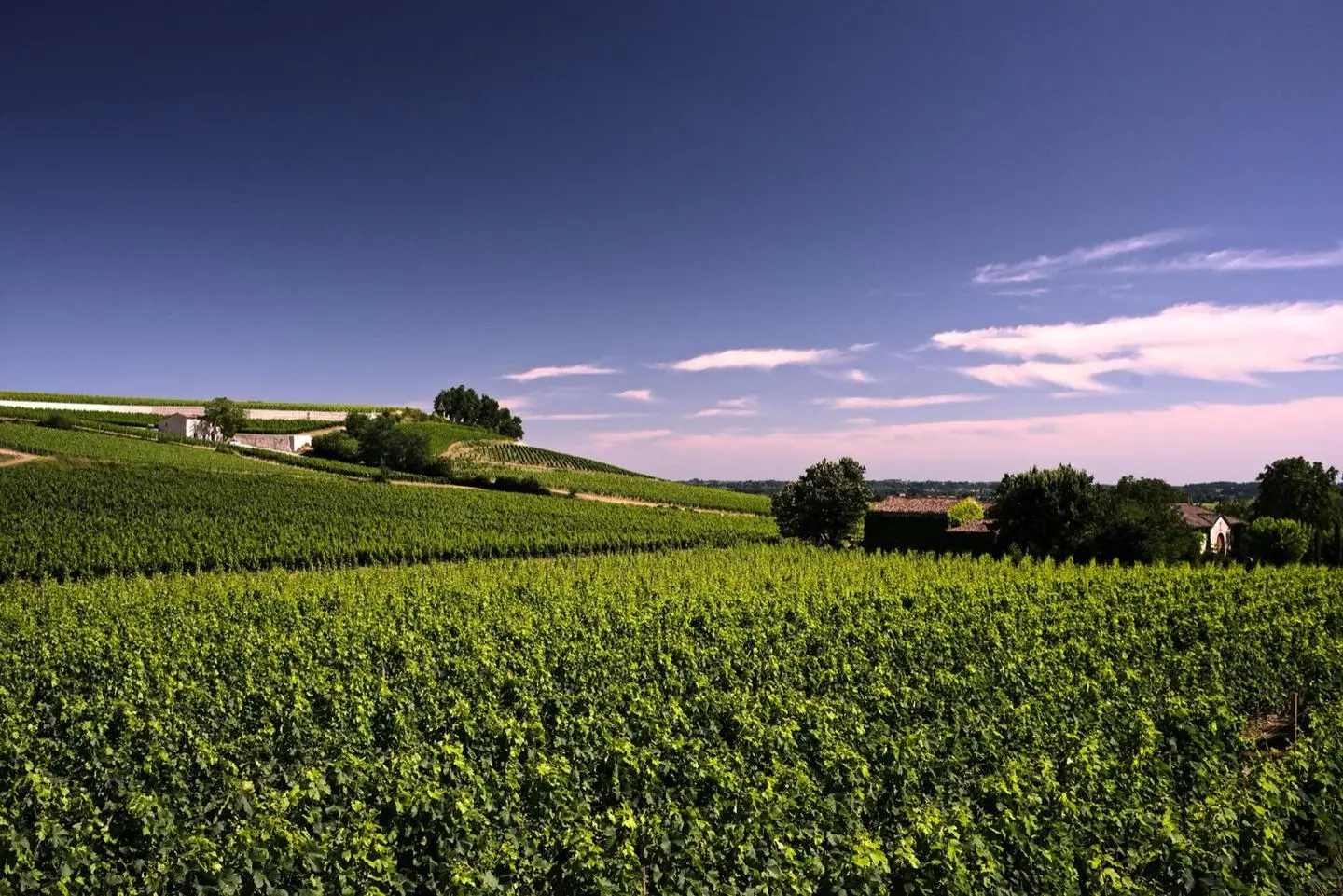 Rangs de vigne au pied de Saint-Émilion
