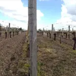 Rangs de vigne d'un château de l'appellation Saint-Émilion