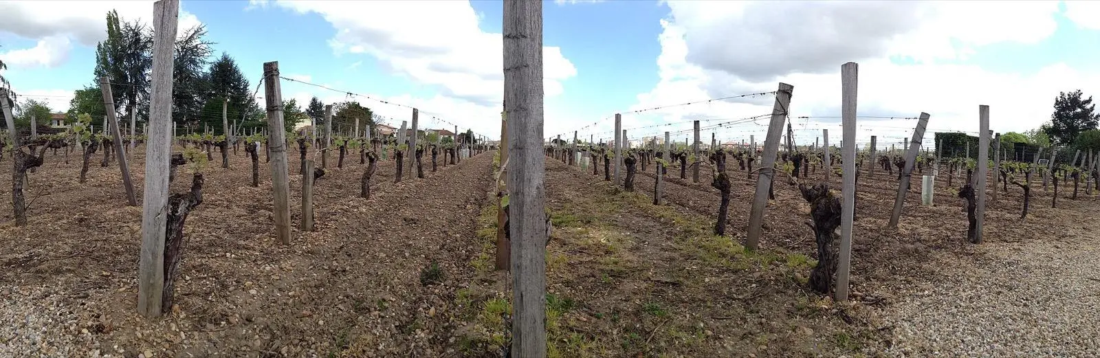 Rangs de vigne d'un château de l'appellation Saint-Émilion