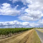 Vignes du Médoc près de Margaux, fin septembre