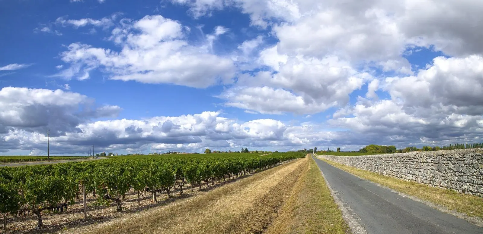 Vignes du Médoc près de Margaux, fin septembre